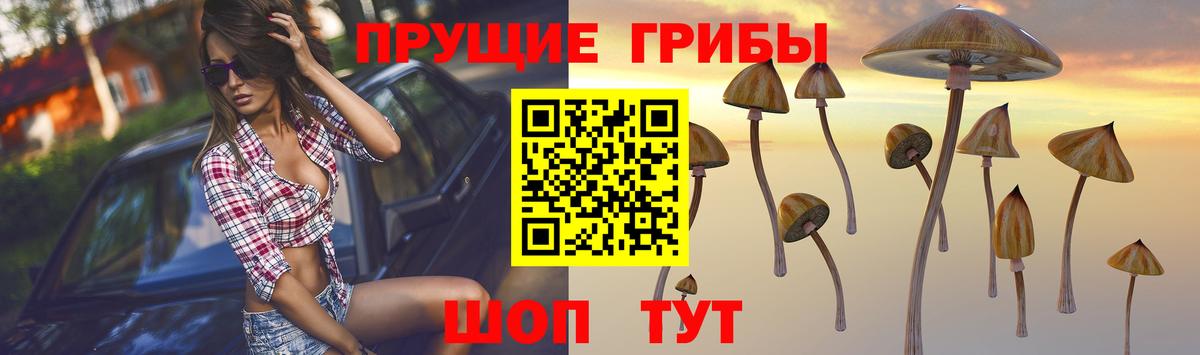 где продают   Псилоцибиновые грибы Psilocybine cubensis  Вход с VPN  Чистополь 